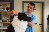 BORDER COLLIE - MUSELIERE 005